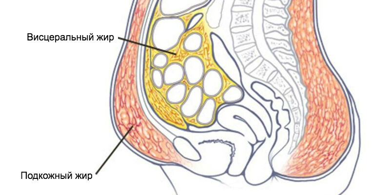 Жир на животе у женщин вызывает мужские болезни. Как с этим бороться?