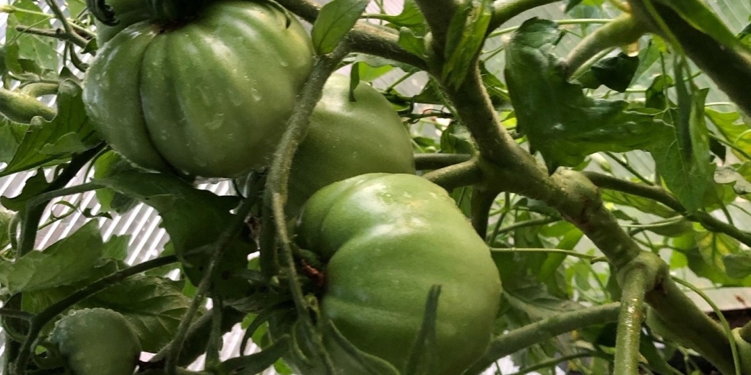 Не томат, а фабрика на кусте: выдает по 8 кг с метра в холод и зной – плоды крупные и мясистые