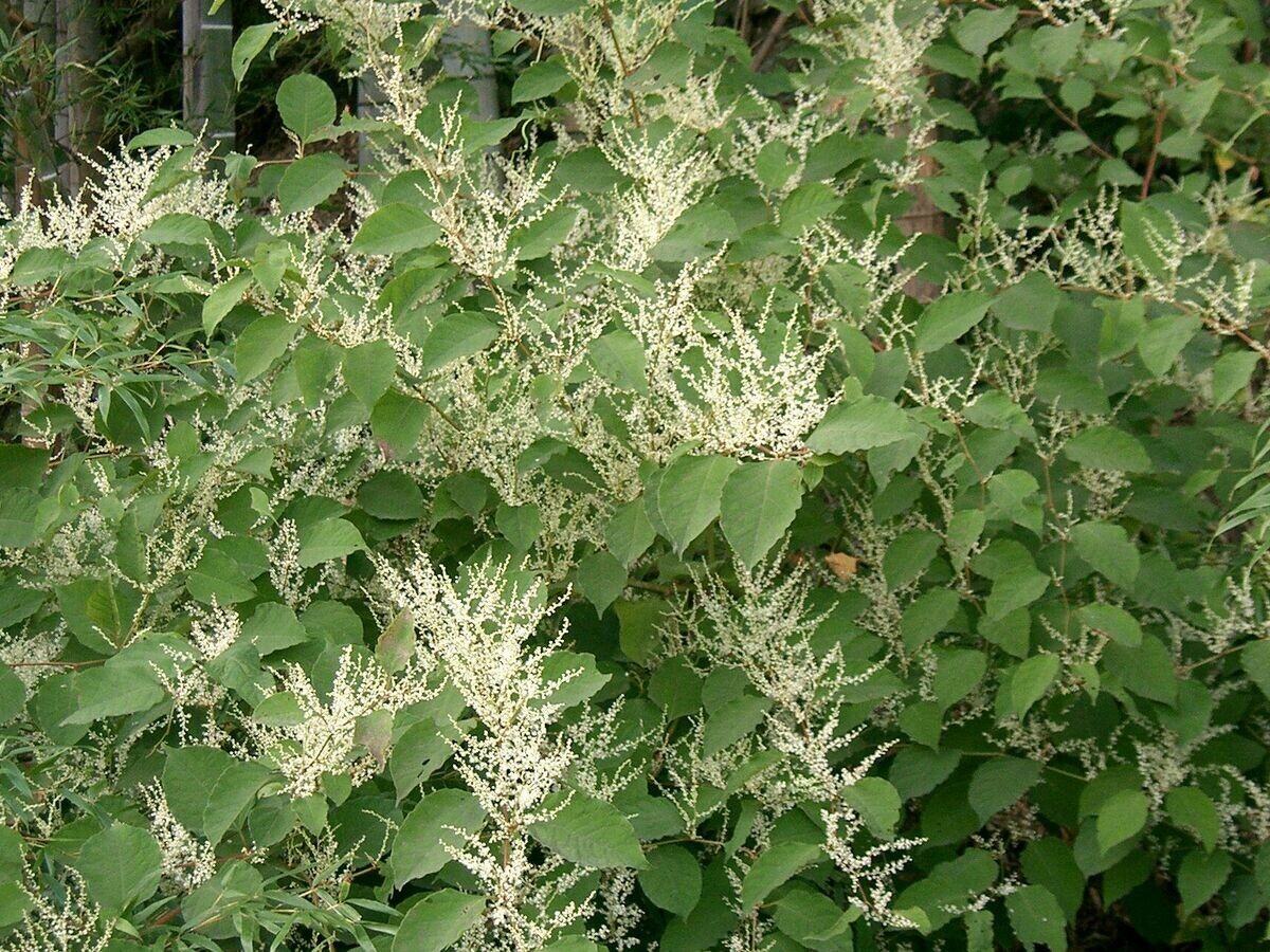    Рейнутрия японская (Reynoutria japonica) | CC BY-SA 3.0 / KENPEI /
