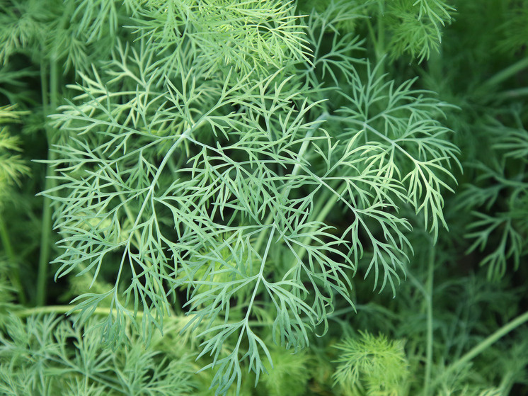     Фото: Лилия Шарловская