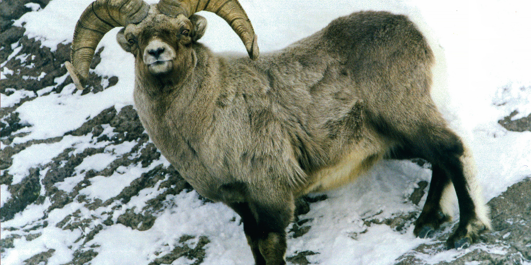 По тайге со свечкой