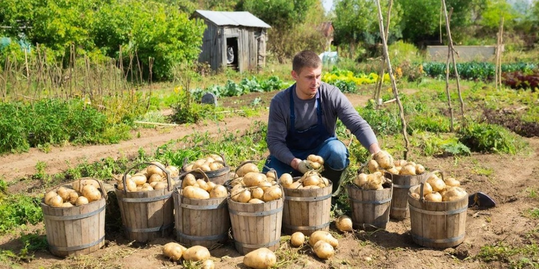 Дачники, это не картофель, а целый завод: с четырех соток 140 вёдер - можно село накормить