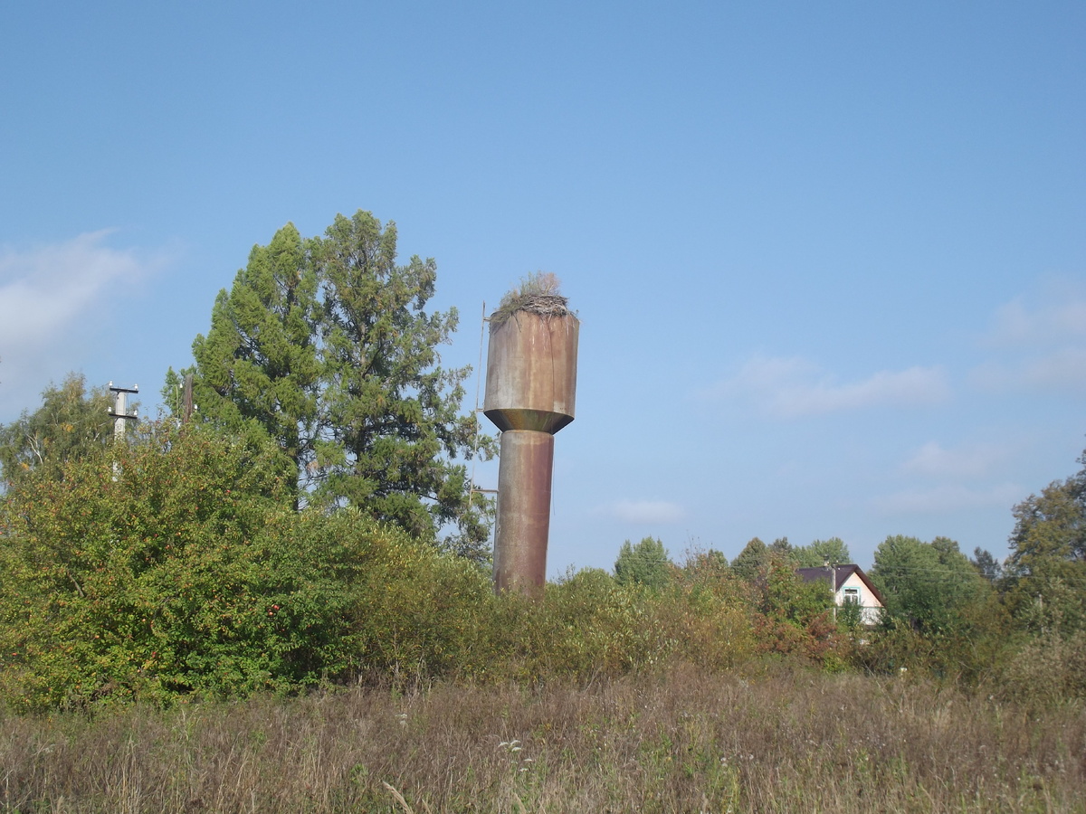 Гнездо аиста