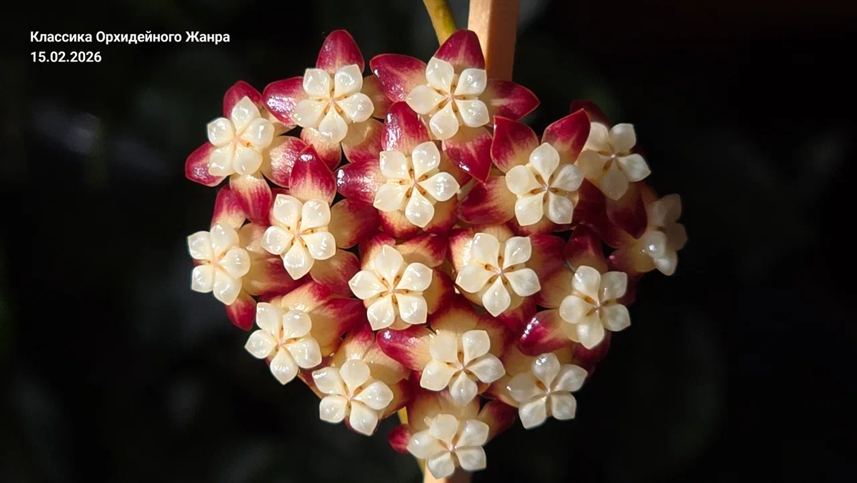 Это выглядит куда эффектнее, чем те «кулачки», что были в начале цветения.