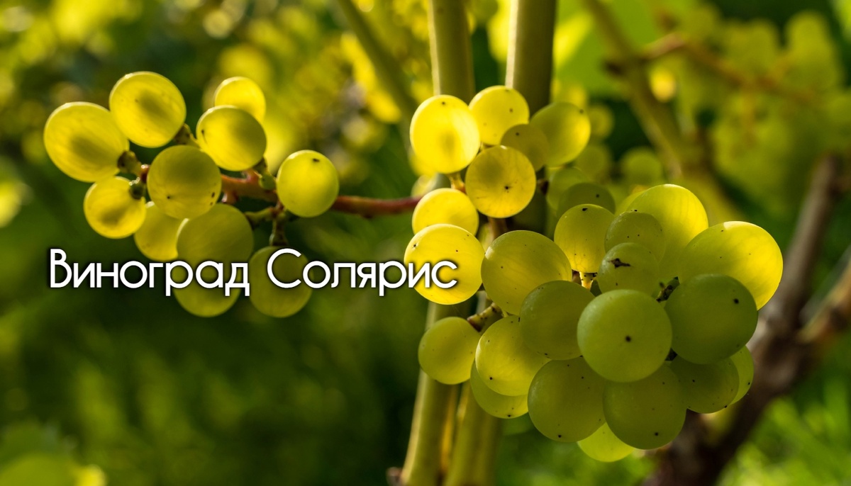 Виноград Солярис от А до Я лидер в мире лидеров Ростов-на-Дону