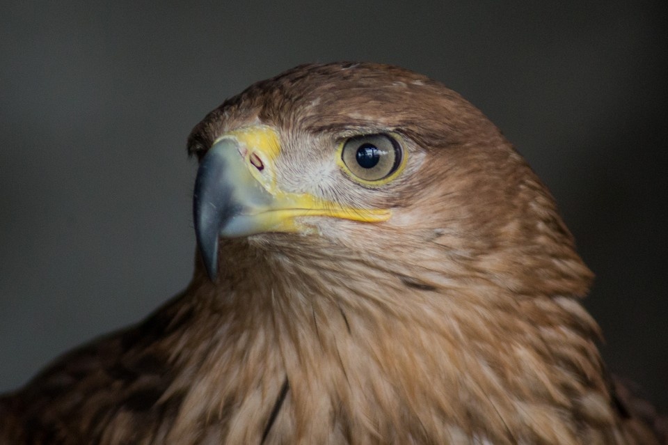    Орёл разломал на куски украинский дрон и спас российского бойца Валерий ЗВОНАРЕВ