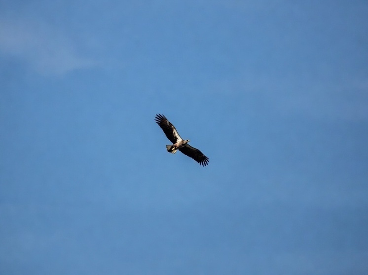     Фото: генерация Grok