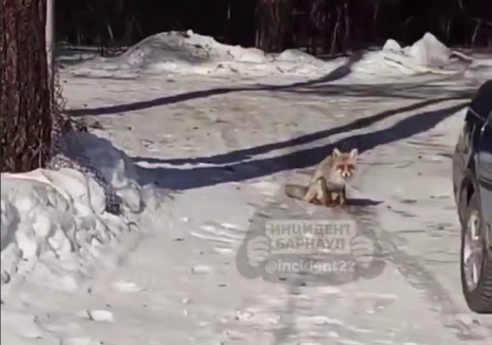   Лисица у станции Власиха. Источник: "Инцидент Барнаула"