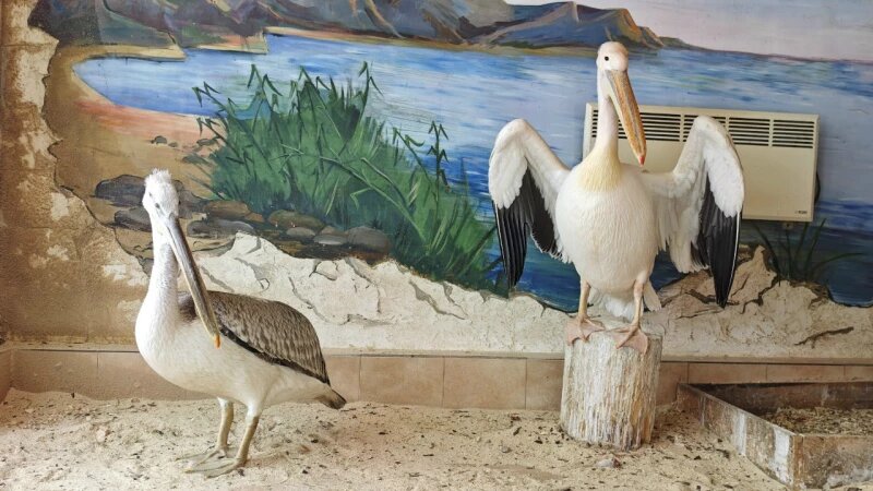     Кудрявый пеликан в барнаульском зоопарке. Барнаульский зоопарк