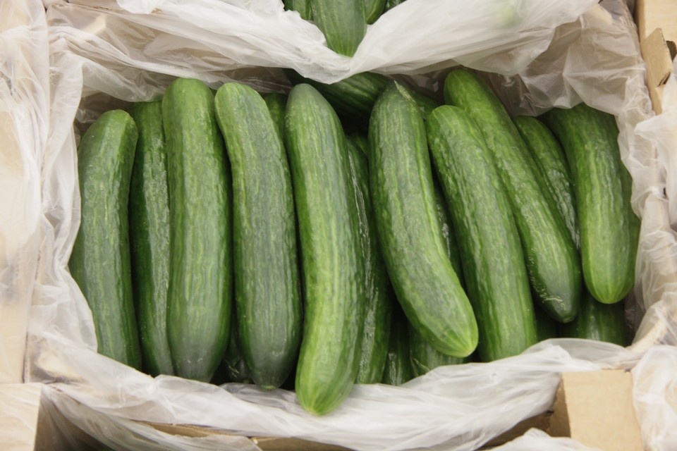    Цена на огурцы достигла 350 рублей за килограмм. Олег УКЛАДОВ