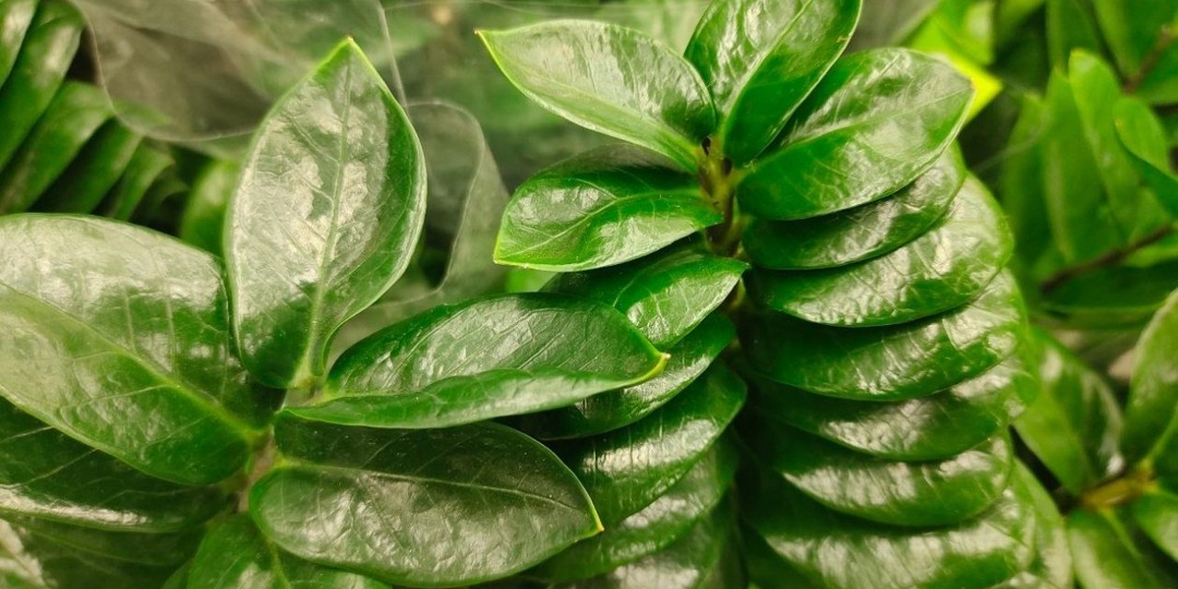 Замиокулькас попер в рост как на дрожжах: нашла, чем его удобрить зимой - 3 мощные подкормки