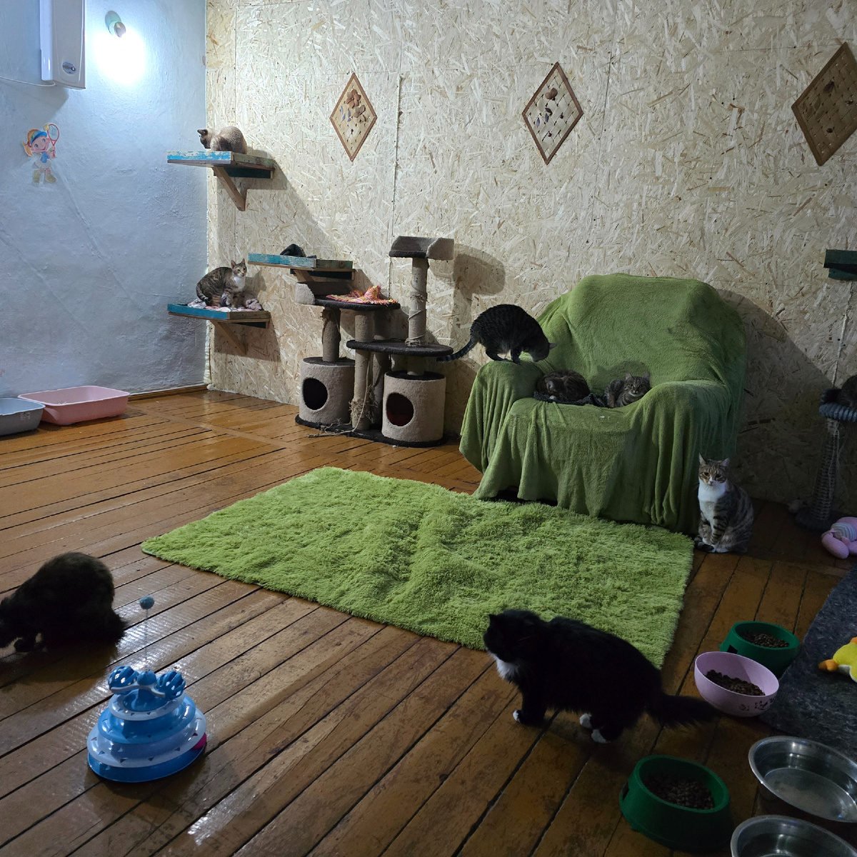 зеленое кресло хранит кошачьи тайны тишины