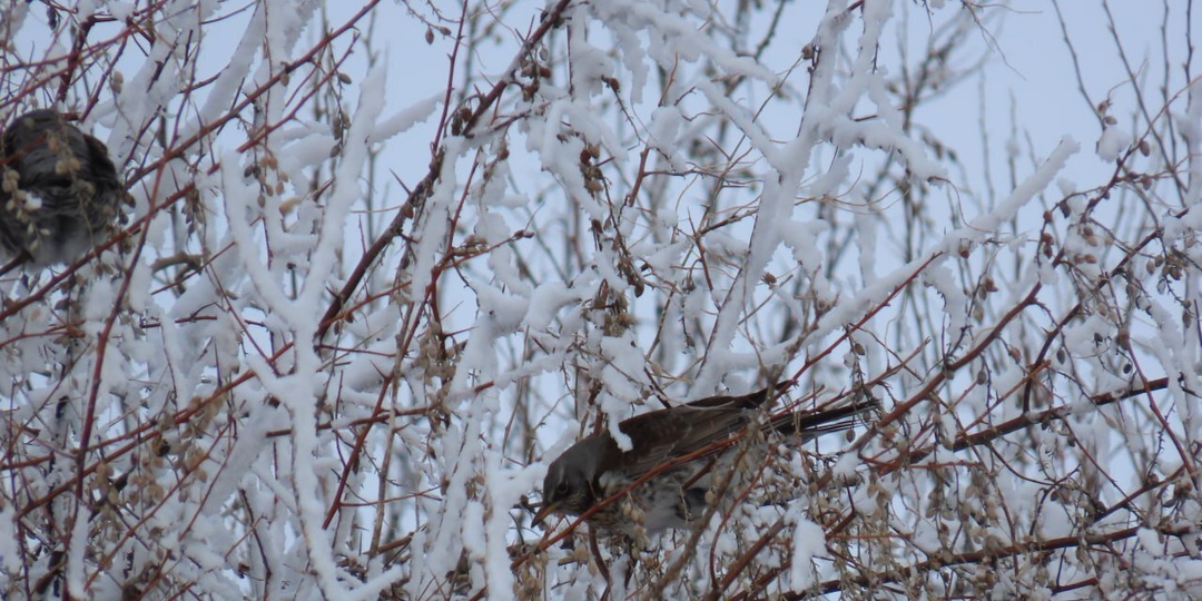 РЯБИНА – ЗАЛОГ ВЫЖИВАНИЯ ДЛЯ ДРОЗДОВ: КАК ПЕРНАТЫЕ БОРЮТСЯ С МОРОЗАМИ В ОРЕНБУРЖЬЕ