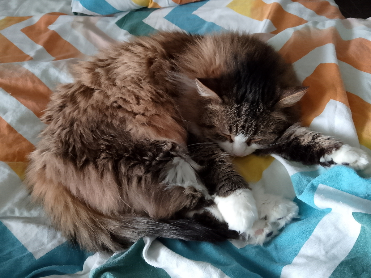 Моя любимица, фото автора 