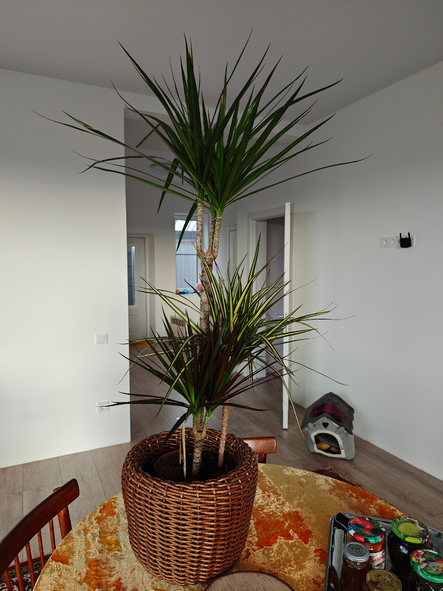 Моя прелесть 