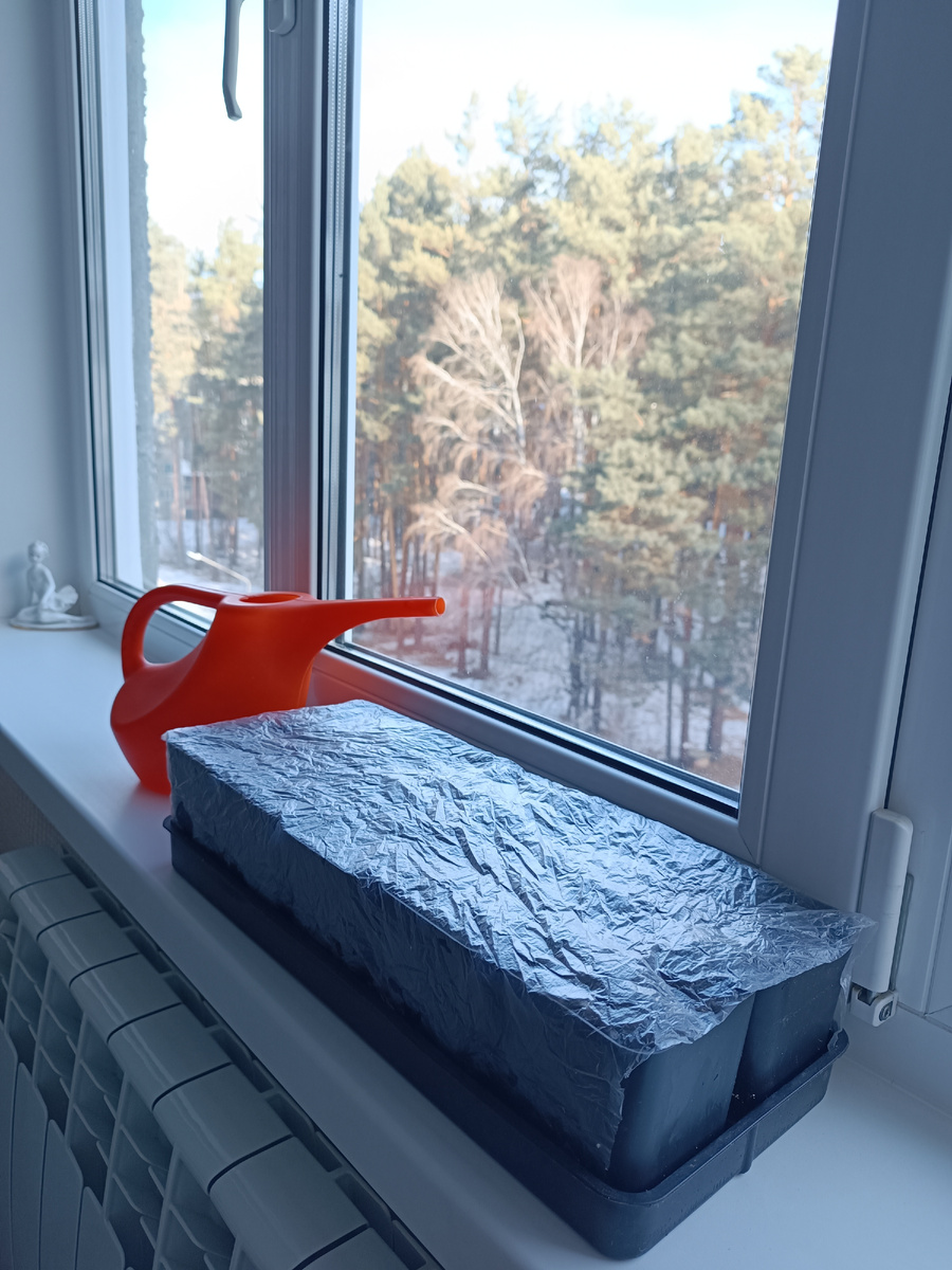 Рассаду выращиваю в квартире на подоконнике