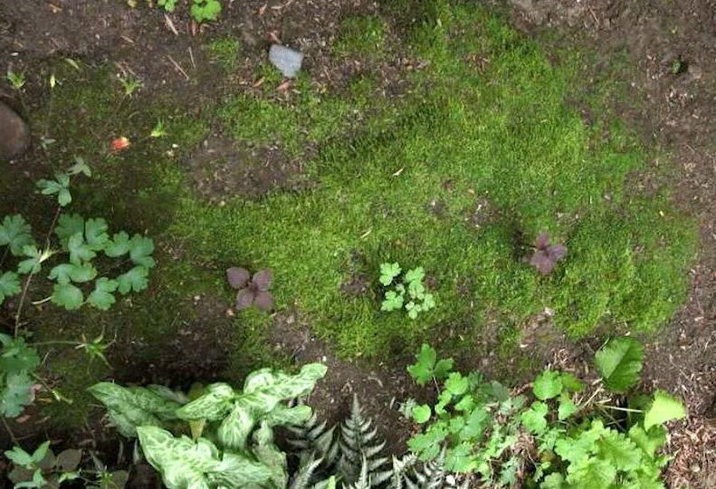 Мох на участке: плохо ли это для земли и сада?