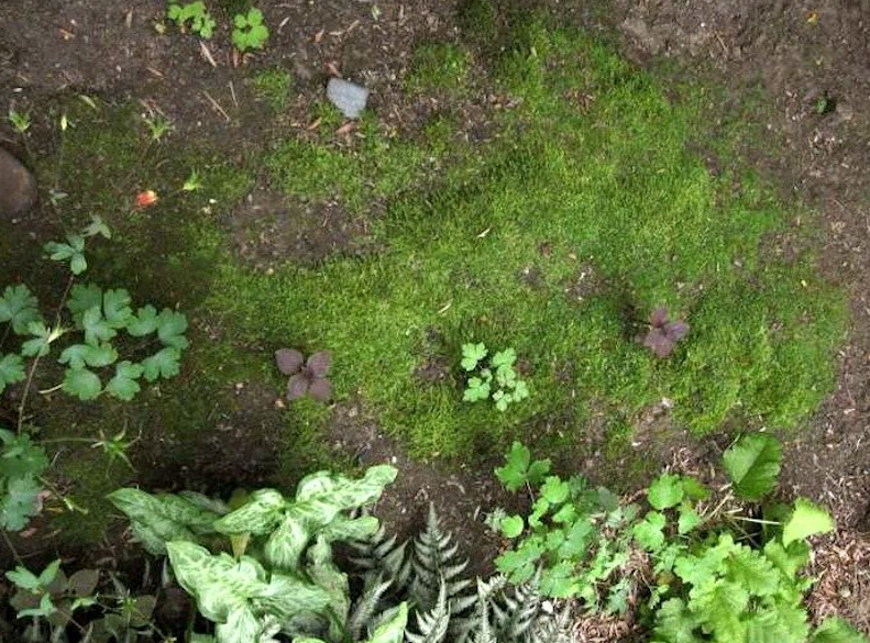 Наверное можно смело утверждать, что мох — одно из древнейших растений на планете, которое часто вызывает у дачников противоречивые чувства