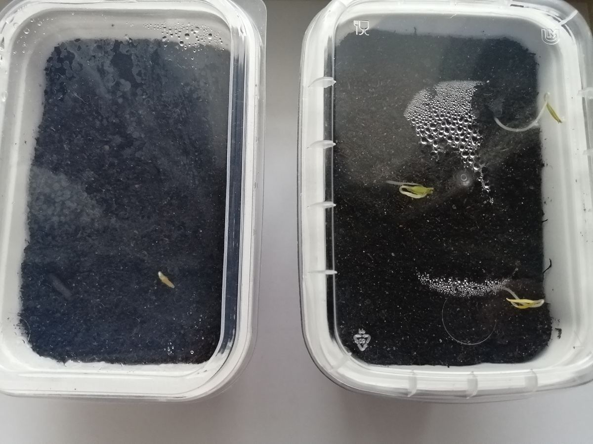 Всходы томатов 15.02.26г 