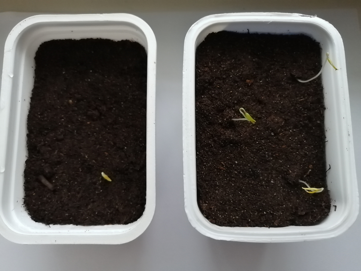 1 росток - Балконное чудо, 3 ростка - черри Медовое.