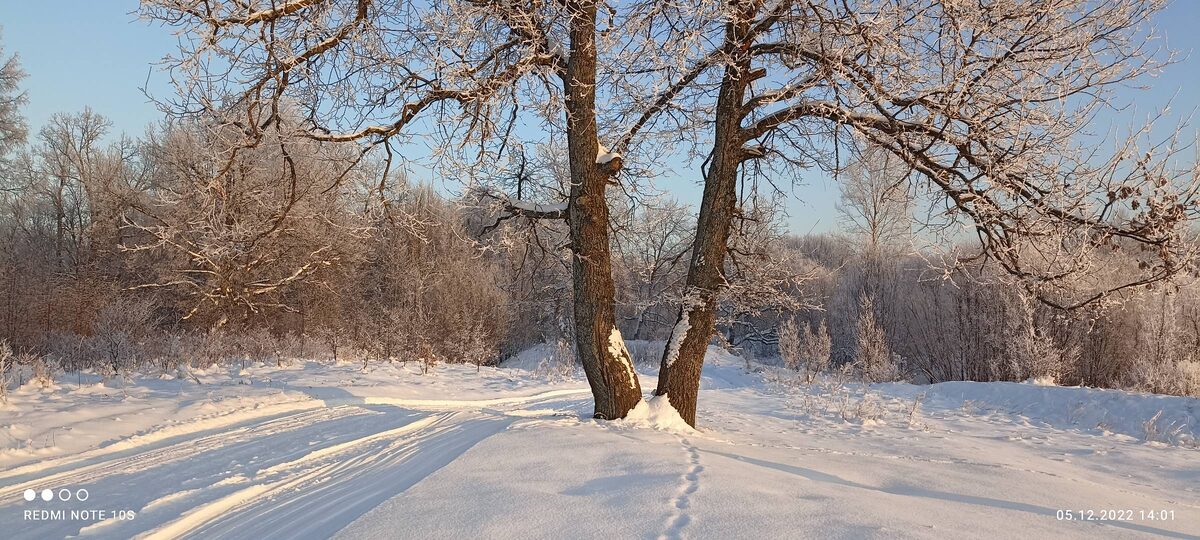 Дуб. фото автора.