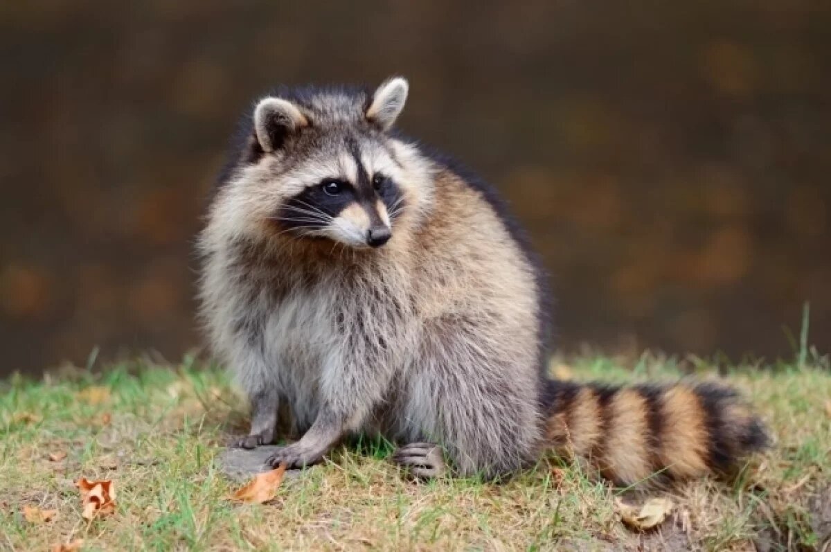    В Томском районе отменили карантин по бешенству животных