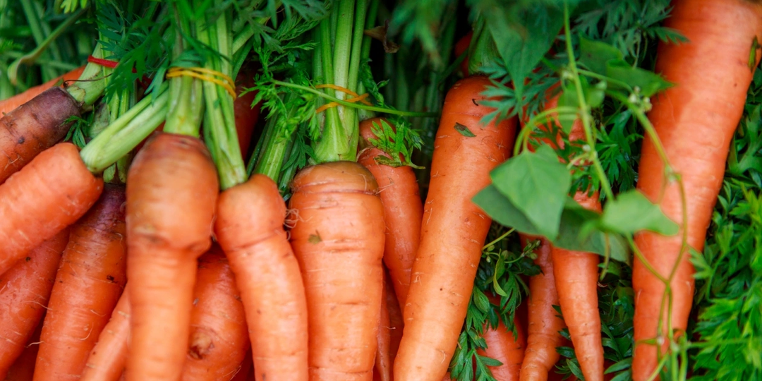 Запишите, какую морковь теперь расхватывают дачники и советуют агрономы: лучшие гибриды для любой почвы