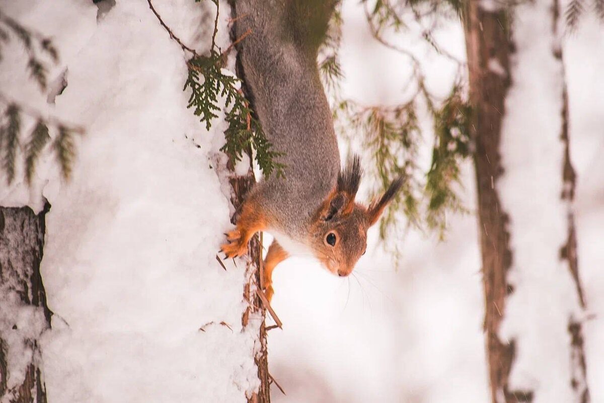 Вам нравятся белки? Мне -да! 
