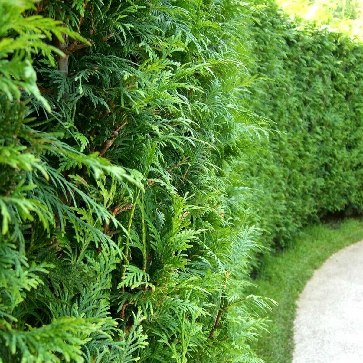 Формованная изгородь из туи западной — классика для надёжной защиты и аккуратного вида (проект GreenSH)