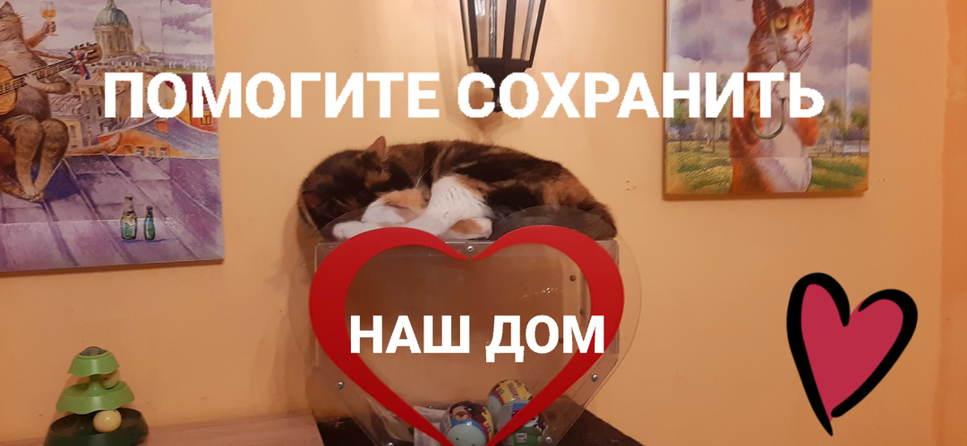 Аренда не собрана. Коты болеют. Нужна помощь.