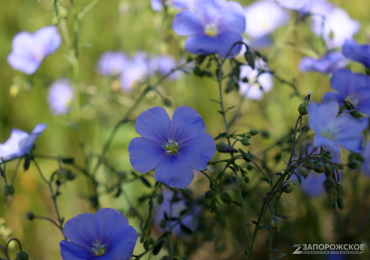    Фото: Запорожское агентство новостей