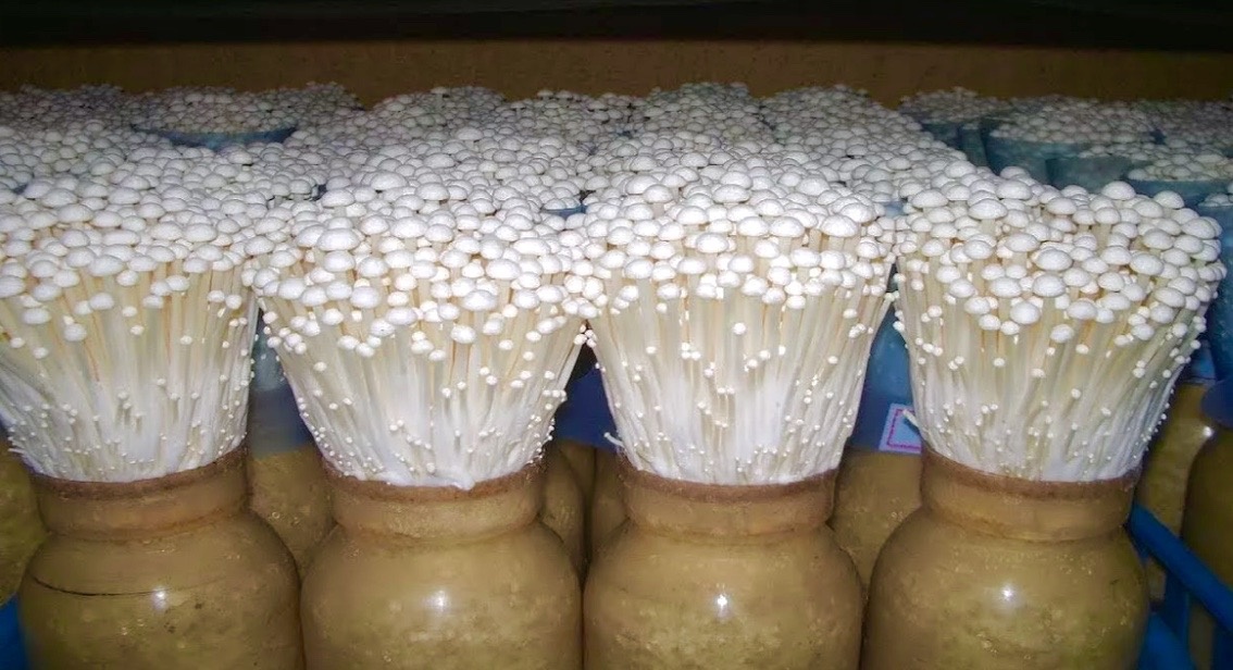 Грибы эноки рецепты.