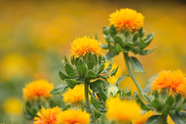 Вот так, друзья мои, выглядит сафлор. 