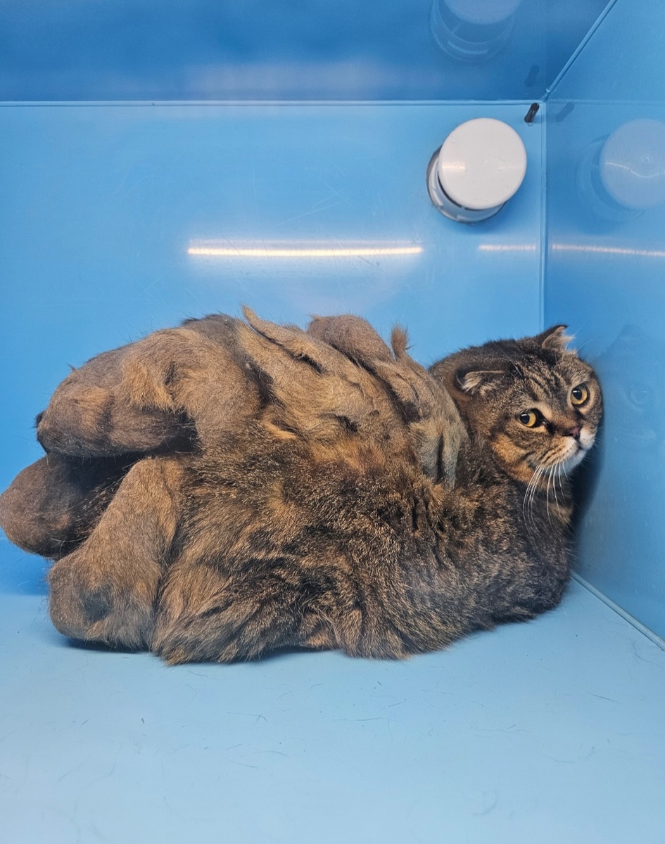 Огромные колтуны