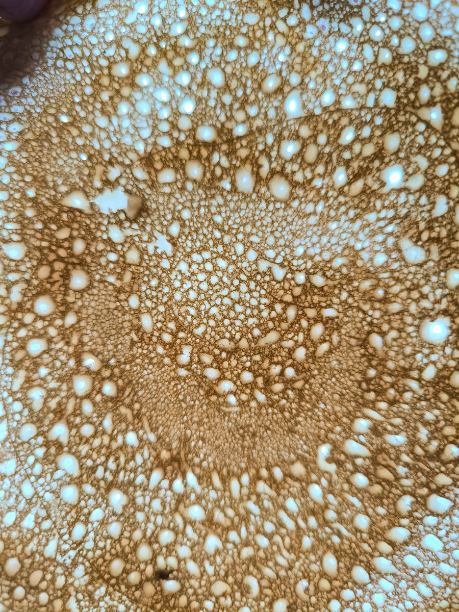 Смотрите, какие красивые ажурные блинчики на просвет