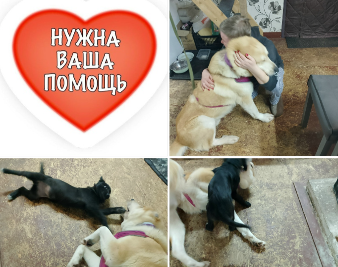 Спасенный в Карелии Малыш алабай начал хулиганить