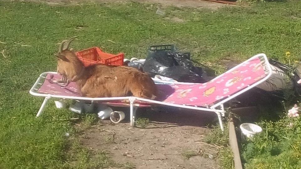 Правду что-ли сказать. Надоело притворяться мне