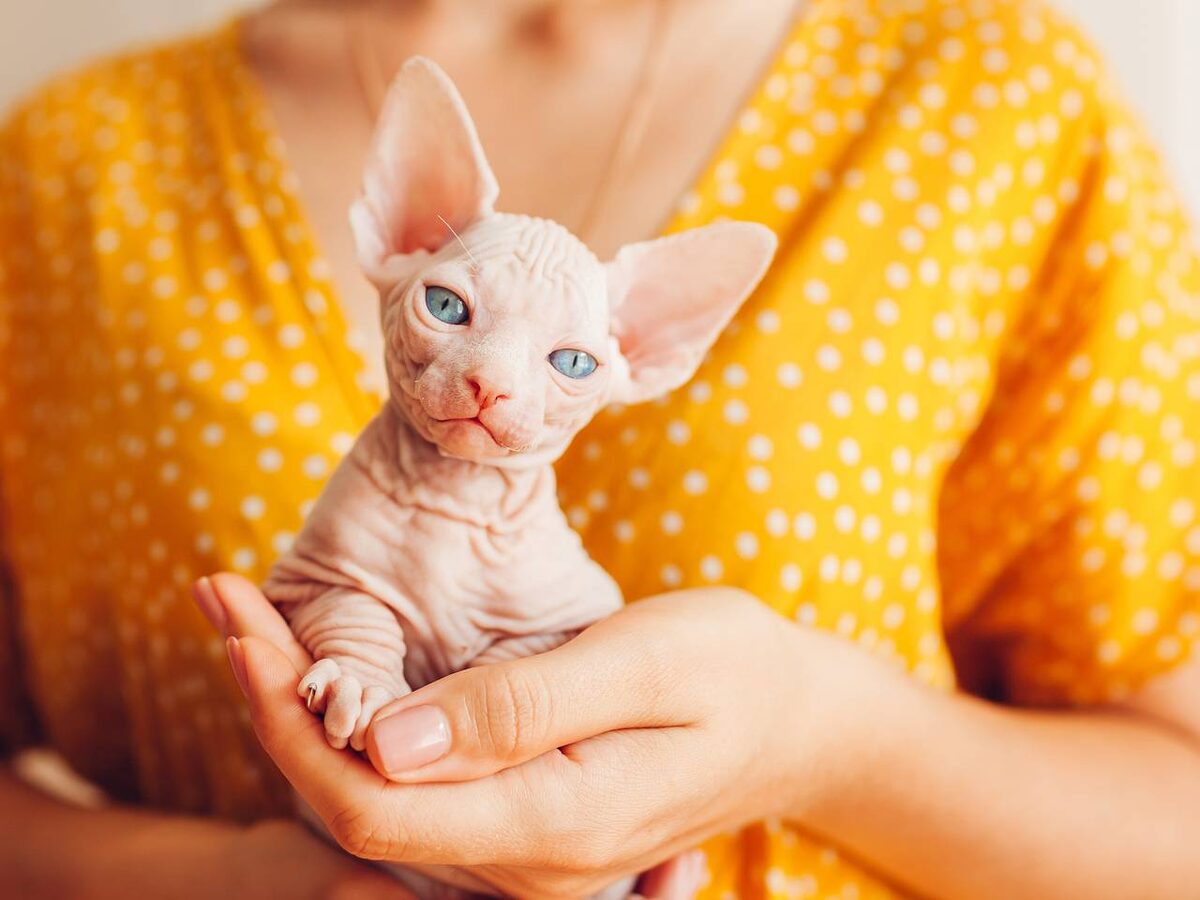 Сфинксы: уникальные коты и их скрытые уязвимости. О чем молчат заводчики? Рассматриваем заболевания, характерные для этой породы 