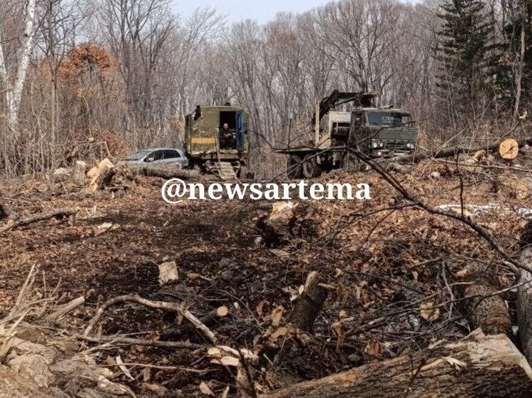     В Артеме неизвестные решили истребить лес: разбирается полиция фото: telegram-канал НОВОСТИ АРТЁМА