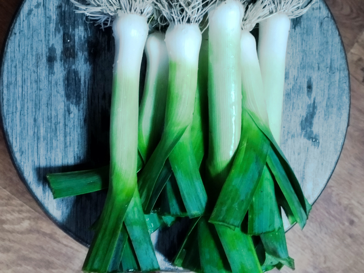 Лук-порей. Сорт Победитель. 