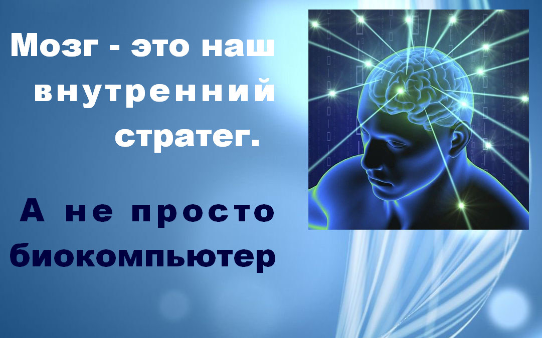 мозг -внутренний стратег