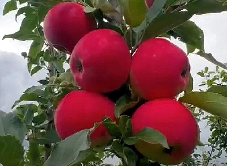 Яблоня «Мантет»: прекрасный летний сорт для Средней полосы