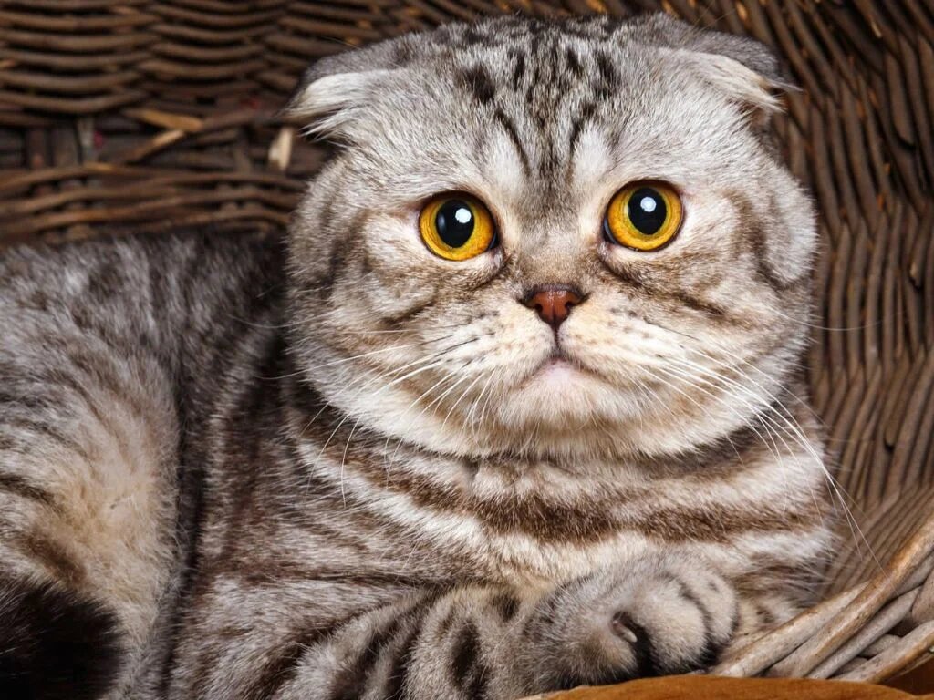 Шотландская вислоухая кошка (Scottish Fold): нежная грация и уязвимое здоровье — все о породных болезнях, правильном питании и профилактике 