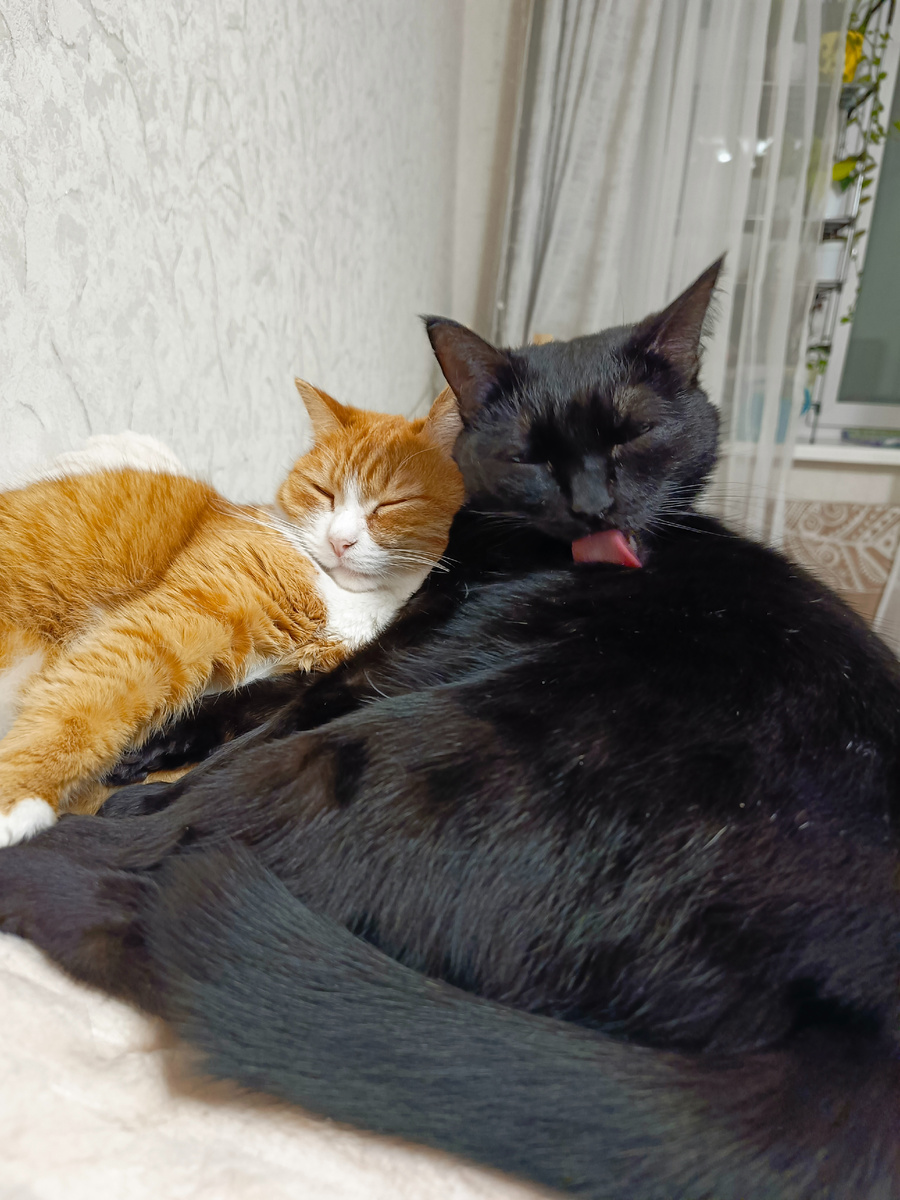 Веня и Абрикосик. Фото автора.