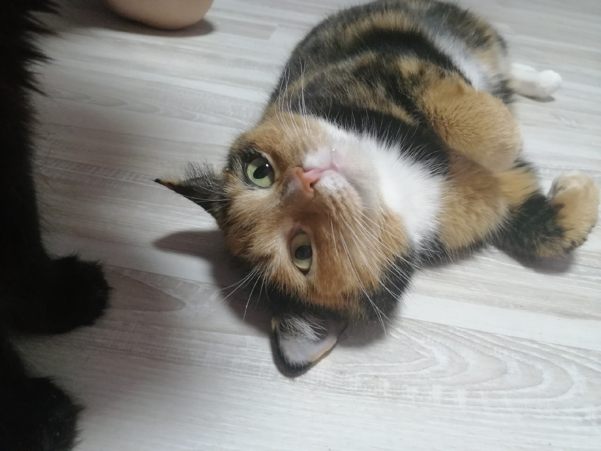 Вафелька. Фото автора.