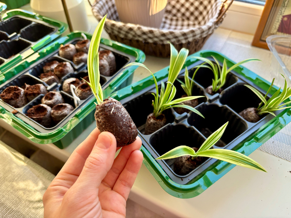 Хлорофитум дал корешки. 