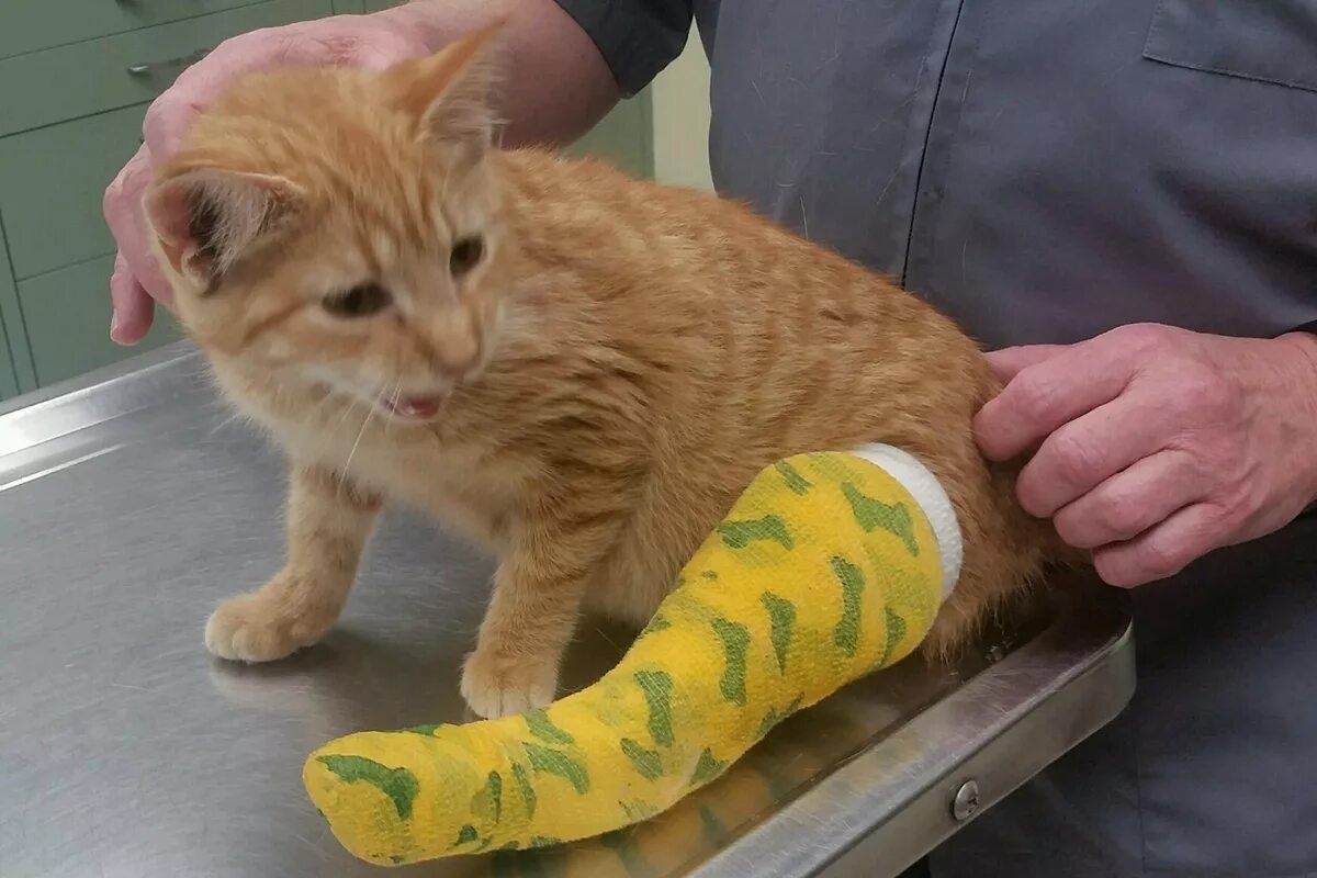 Фото с айта: https://www.animalleague.org/what-we-do/nurture/2017-help-me-heal-recap/