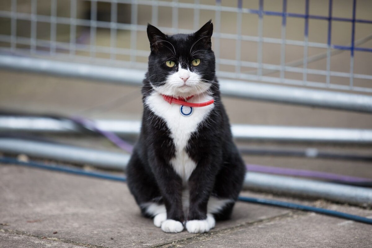    Палмерстон / Источник: © Rob Pinney/Global Look Press