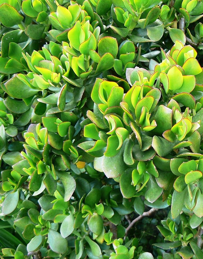 Sunny kid | Succulent