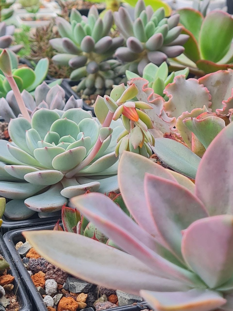 Sunny kid | Succulent